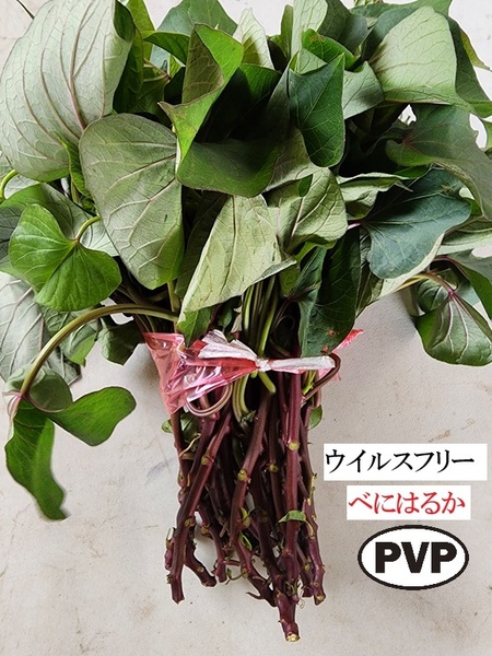 べにはるか ウイルス フリー 切 苗 10 本 入り 束 PVP ● 正規 登録 品種 土壌消毒 紅 はるか サツマイモ なえ ハルカ さつまいも
