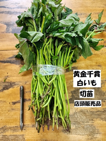 訳あり 黄金千貫 切 苗 500 本 入り 束 白 芋 □ こがねせんがん いも 品種 土壌消毒 しろいも サツマイモ なえ コガネセンガン
