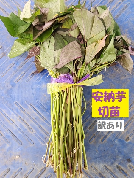 訳あり 安納 芋 切 苗 100 本 入り 束 □ あんのう いも 品種 土壌消毒 サツマイモ なえ