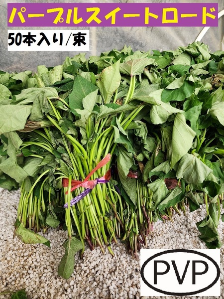 訳あり パープル スイート ロード 切 苗 200 本 入り 束 PVP 紫 芋 ● 正規 登録 品種 土壌消毒 サツマイモ なえ むらさき さつまいも