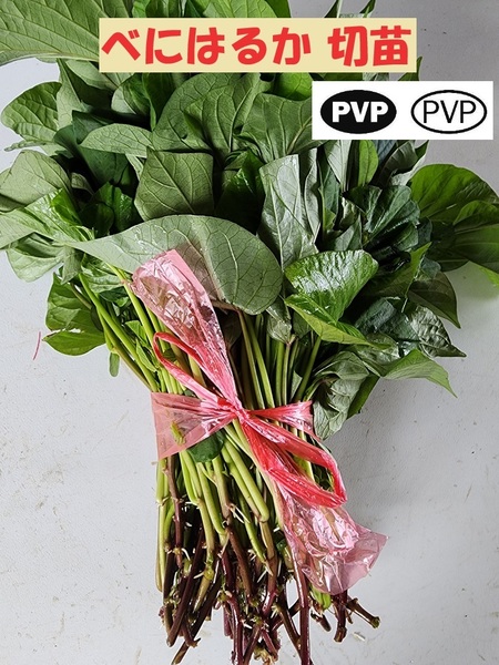 訳あり べにはるか 切 苗 300 本 入り 束 PVP ● 正規 登録 品種 土壌消毒 紅 はるか サツマイモ なえ ハルカ さつまいも