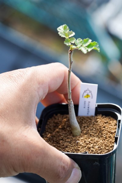 ボスウェリア　サクラ　10 fit=scale-down,w=1200