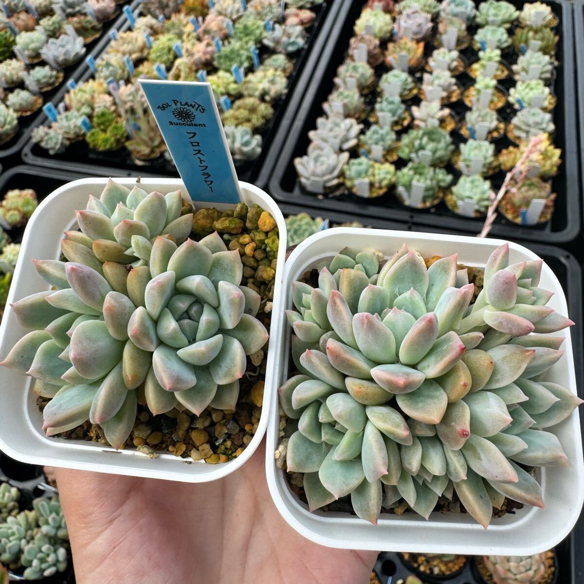 aki専用 エケベリアセット 多肉植物 エケベリア 欲張りセットa｜Yahoo!フリマ（旧PayPay