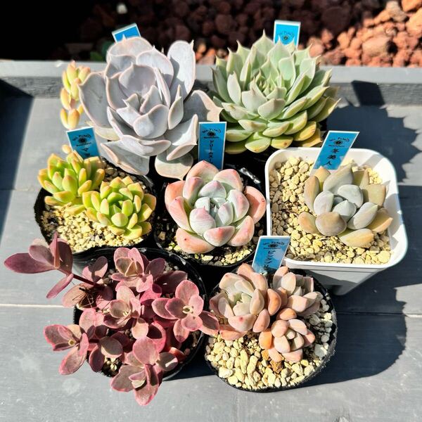 【7鉢セット】送料込☆多肉植物 エケベリア セダム 写真現品 抜き苗