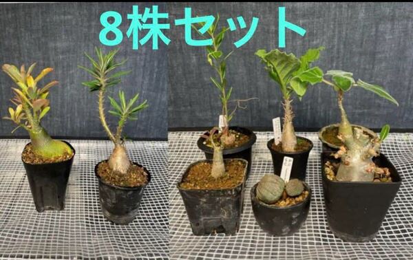 8株セット パキポディウム ビスピノーサム セサモタムナス ウンカリーナ タリナム アデニウム オベサ 鉢植