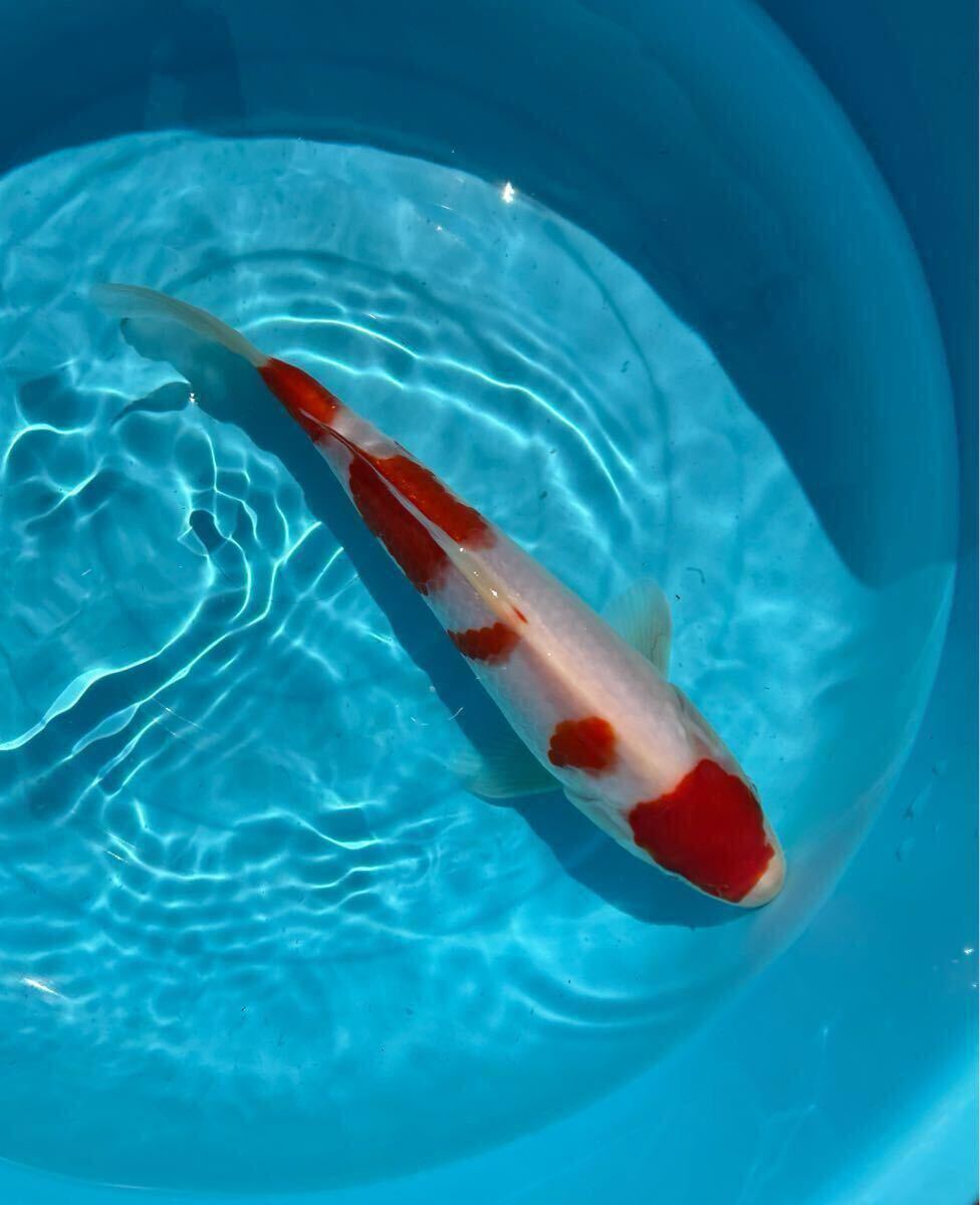Yahoo!オークション -「錦鯉 紅白」(錦鯉) (魚類、水生生物)の