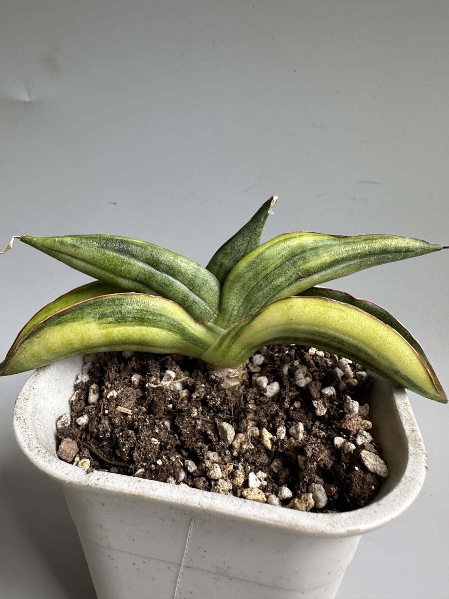 サンスベリア Sansevieria Sinus-simiorum A サンスベリア Sansevieria sinus-simiorum R979 v - メルカリ