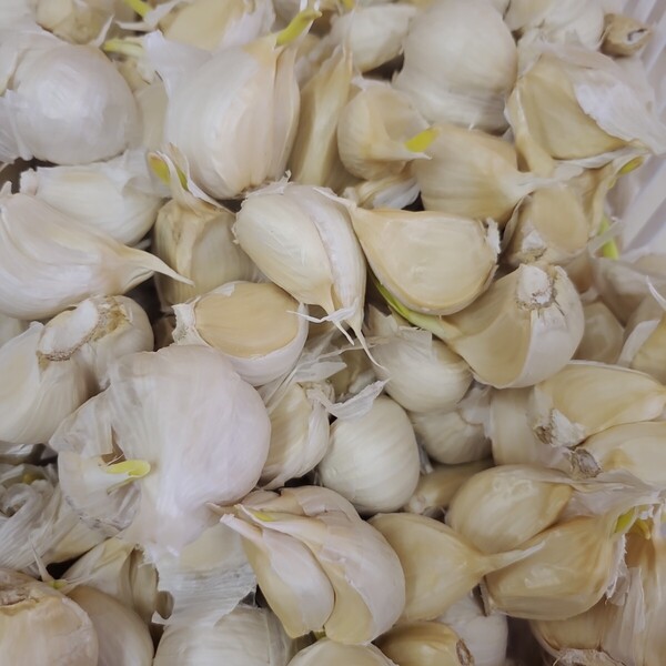 発芽あり。令和6年度 青森県産 バラ にんにく 1kg