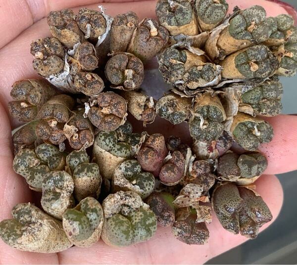 多肉植物 コノフィツム ペルシダム セット