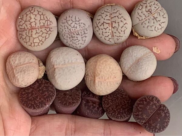 リトープス 多肉植物 南蛮玉 セット 立派 写真通り 綾耀玉 メセン レッドセットレッド大粒