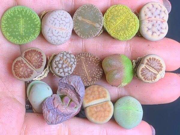 リトープス 多肉植物 色の組み合わせ セット