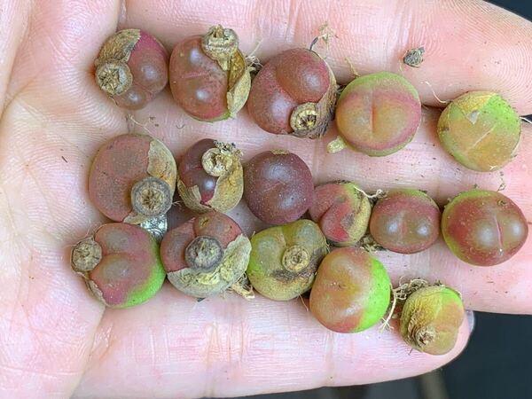多肉植物 コノフィツム マウガニー セット 種子も一緒