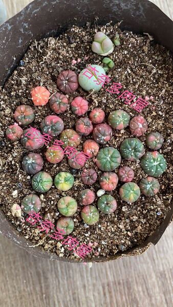 多肉植物 サボテン 瑠璃錦種子20 粒