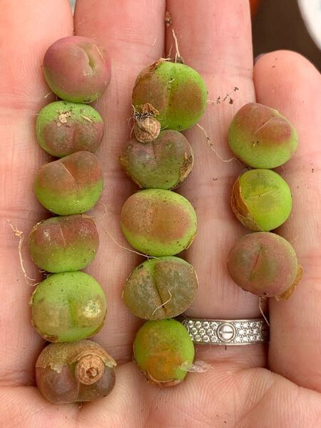 コノフィツム 多肉植物 マウガニ もも種類