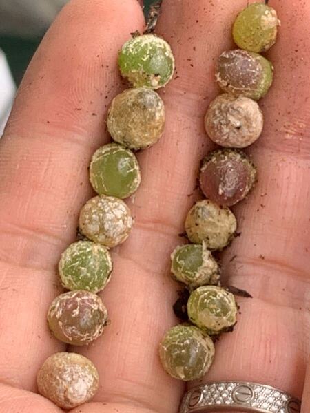 多肉植物 コノフィツム ブルケリ セット