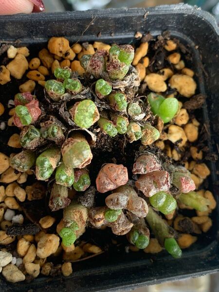 多肉植物 コノフィツム 色の組み合わせ ペルシダム