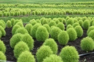 ほうき草(コキア)【抜き苗】5本/10-15cmです。
