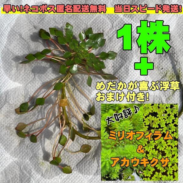 ウォーターダイヤ 水草 浮草 水生植物 めだか ビオトープ 1株