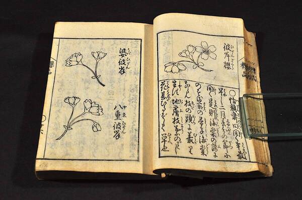 怡顔齋櫻品 松岡玄達著 宝暦八歳寅正月吉日刋