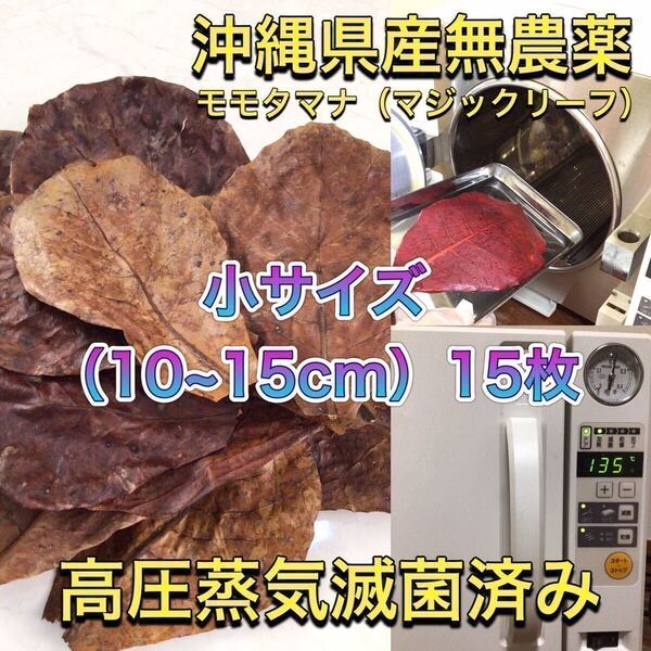 高圧蒸気滅菌済み沖縄県産無農薬モモタマナ(マジックリーフ) 小サイズ(10~15cm)15枚
