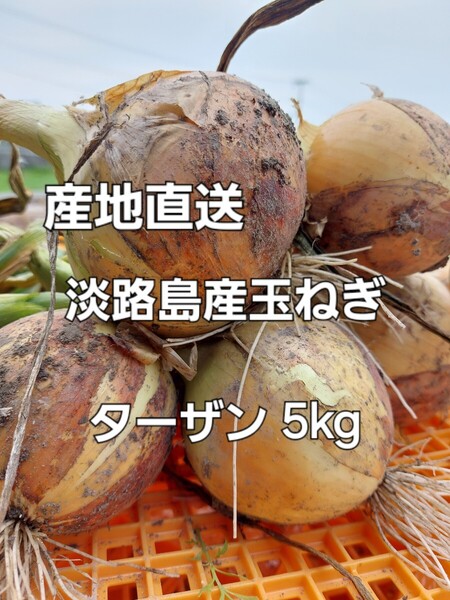 産地直送 淡路島産玉ねぎ ターザン 秀品 5kg