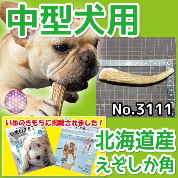 ■ 中型犬用 ■ 天然 北海道産 蝦夷鹿の角 ■ 1本 ■ 犬のおもちゃ ■ 無添加 エゾシカ ツノ 鹿の角 犬 31112