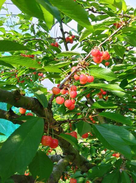 色づきましたさくらんぼ紅秀峰です。1Kg 最後になります。