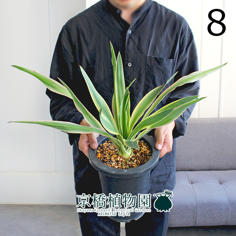 全長2m10cm‼️7ヘッド大株‼️引取り限定‼️ユッカグロリオサ、キミガヨラン、 ユッカ グロリオサ キミガヨラン 2ヘッド発根株 25/7/19写真更新