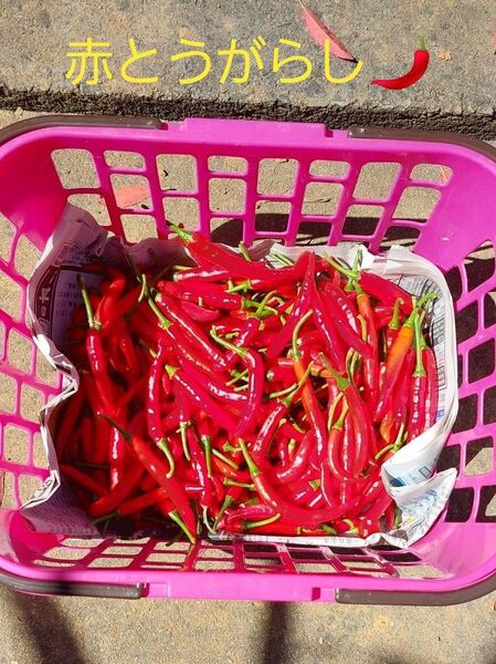 沖縄産 赤とうがらし 生唐辛子 農家直送 200g 辛み好きに スパイス調味料 コーレーグース