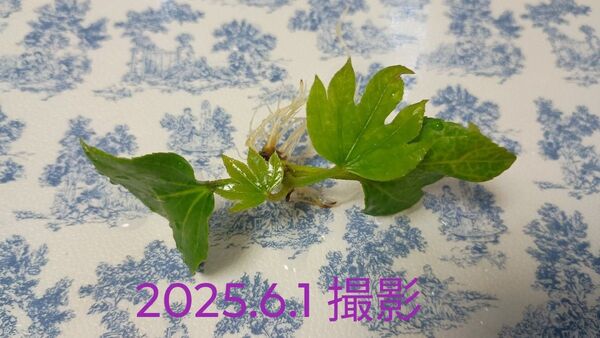 無農薬 ヤツデ 根付き苗 1本