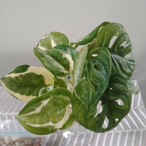こむぎ様専用です。ポトス エンジョイ マドカズラ