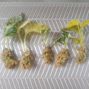 専用です。