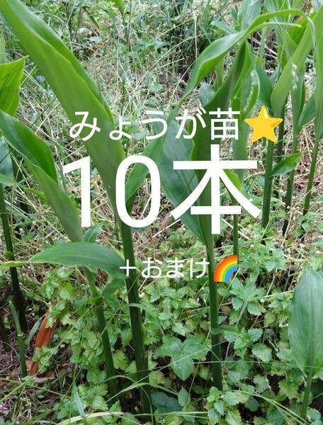 みょうが苗 ミョウガ苗 天然無農薬 抜き苗10本+おまけ