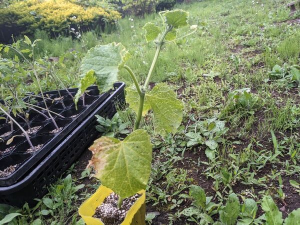 キュウリ苗 10本