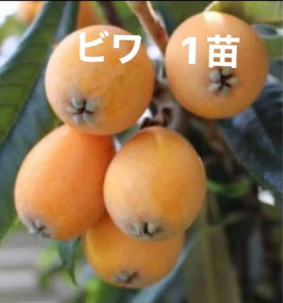 びわ苗 ビワ 琵琶 びわチンキ作り 果樹