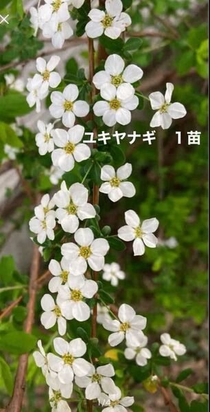 ユキヤナギ 苗 根付き 雪柳 春の花 白い花 リース材料 スワッグ