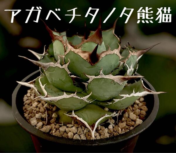 非売品級★ アガベ チタノタ 熊猫 強棘 レア 良型 選抜株 中株以上