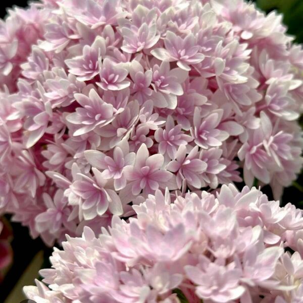 紫陽花 挿し穂2本 挿し木用 ひ