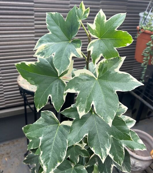 斑入りファトスヘデラ 観葉植物 カット苗