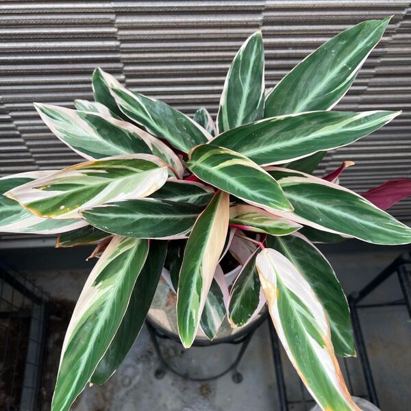 観葉植物 カラテア ストロマンテ トリオスター