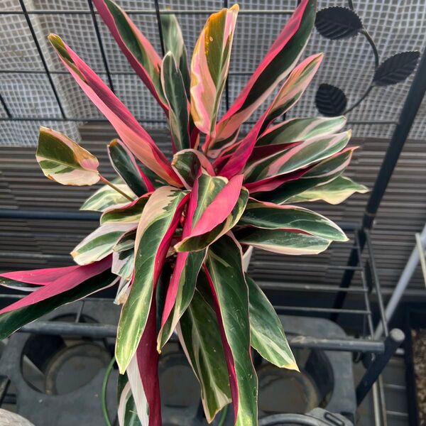 観葉植物 カラテア ストロマンテ トリオスター