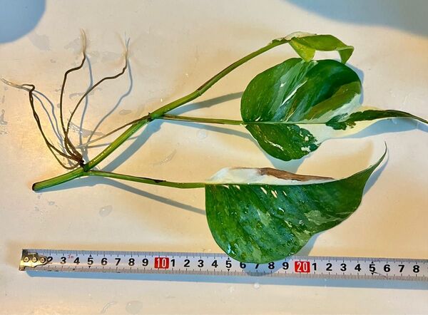 エピプレナム 斑入り カット 観葉植物