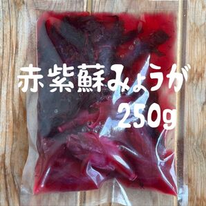 新潟県産 赤紫蘇みょうが 250g ★在庫限り