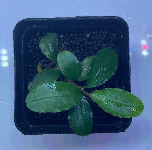 bucephalandra sp. sokan 3 shine blue ブセファランドラ ソカン 3 シャインブルー 水上株
