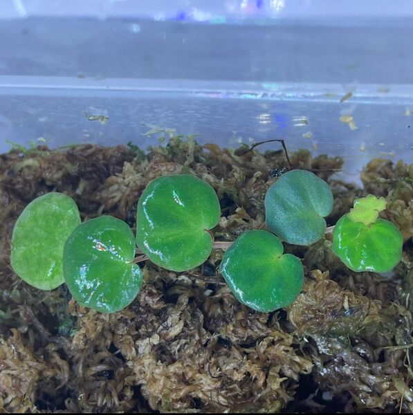 begonia lichenora ベゴニア リケノラ