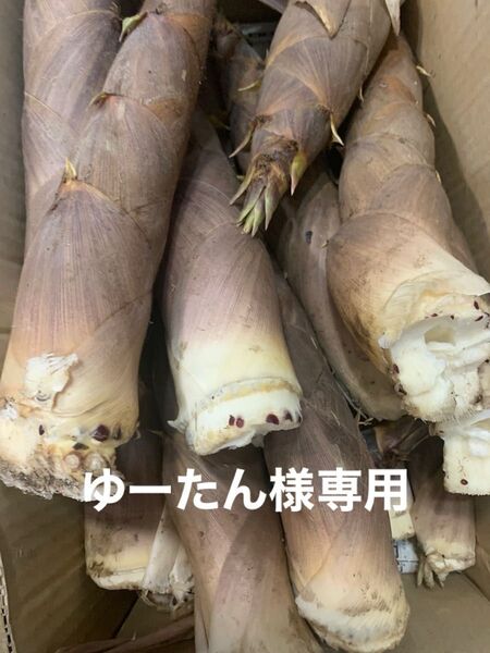 朝取れ 茹でハチク ゆうパック発送 たけのこ