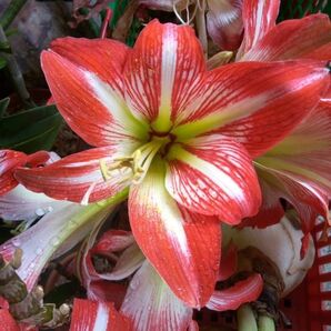 アマリリス 球根 (赤白縞模様)