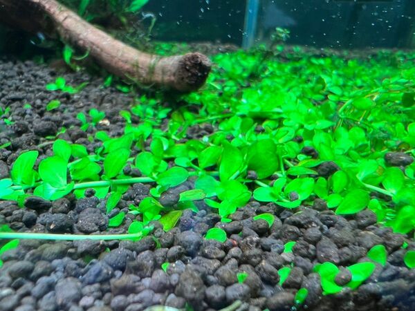 ニューラージパールグラス10本 水中葉定番の前景草で 1本あたり約1〜3cm ネコポス発送
