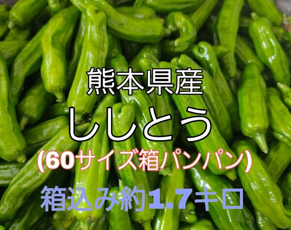熊本県産 ししとう 60サイズ