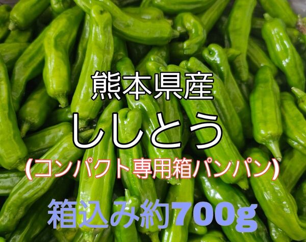 熊本県産 ししとう コンパクト専用